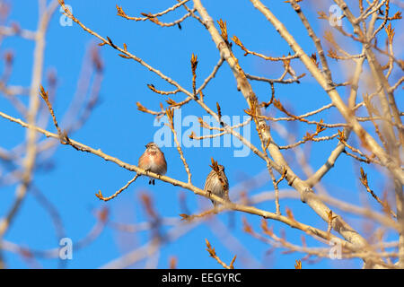 Hänfling (Acanthis Cannabina). Wildvögel in einen natürlichen Lebensraum. Russland, Rjasan (Ryazanskaya Oblast), Bezirk Pronsky Stockfoto