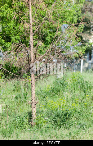 Acanthis Cannabina. Das Nest der Hänfling in der Natur. Denisovo. Oblast Rjasan, Pronsky Bereich. Russland. Stockfoto