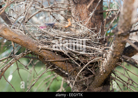 Acanthis Cannabina. Das Nest der Hänfling in der Natur. Denisovo. Oblast Rjasan, Pronsky Bereich. Russland. Stockfoto