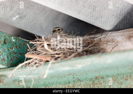 Acanthis Cannabina. Das Nest der Hänfling in der Natur. Stockfoto