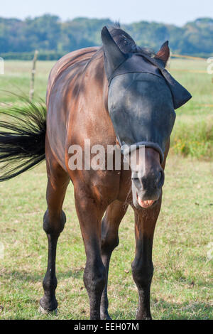 braune Pferd trägt schwarze Fliege Maske Gesicht vor fliegen zu schützen Stockfoto