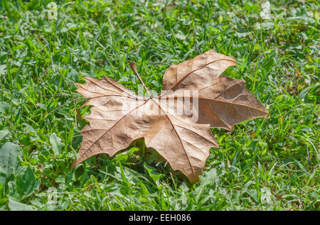 einsam im Herbst Baum welken Blatt am grünen Rasen closeup Stockfoto