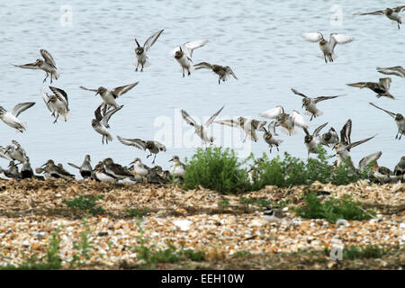 Strandläufer (Calidris alpina)-Herde im Flug. Stockfoto