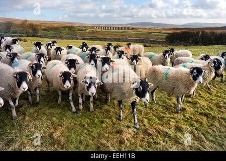 Eine Schafherde Swaledale bei Ribblehead, Yorkshire Dales, UK, mit dem berühmten Eisenbahnviadukt im Hintergrund Stockfoto