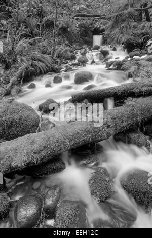 Kleiner Wasserfall in der Nähe von Goldstream River in Goldstream Provincial Park-Victoria, British Columbia, Kanada. Stockfoto