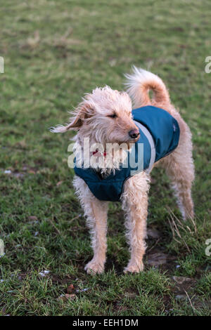 Gelbe Labradoodle in einen blauen Mantel in einer Wiese Stockfoto