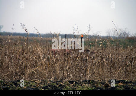 Bauer auf alten Traktor Krämpfe Stoppeln auf seinem Gebiet in Serbien. Das Land vorbereiten für den Herbst Pflügen. Stockfoto