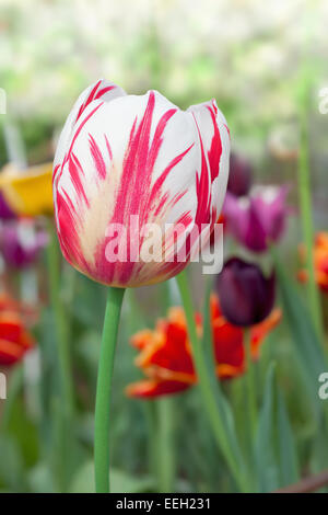verschiedene Tulpen im Garten Stockfoto
