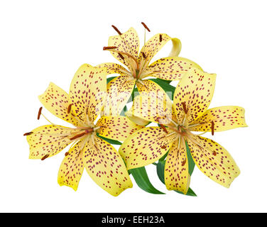 Tiger Lily Blumen auf weißem Hintergrund Stockfoto