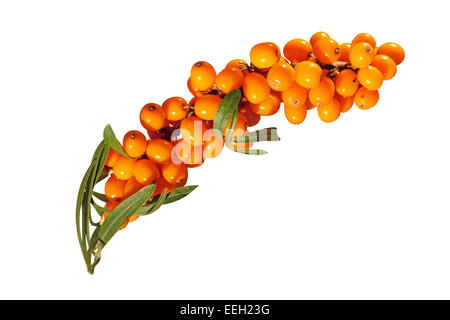 Sanddorn-Beeren Stockfoto