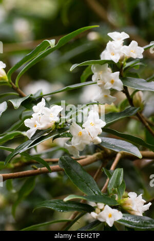 Blumen von der stark duftende immergrüne Winter blühenden Strauch, Daphne Bholua 'Alba' Stockfoto