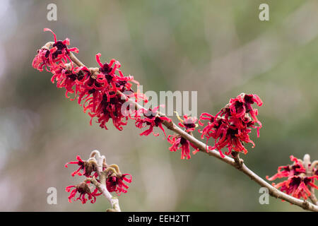 Duftende, wispy Winter Blumen von Witchhazel, Hamamelis x intermedia "Diane" Stockfoto