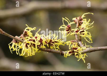 Duftende, wispy Winter Blumen von Witchhazel, Hamamelis x intermedia 'Pallida' Stockfoto