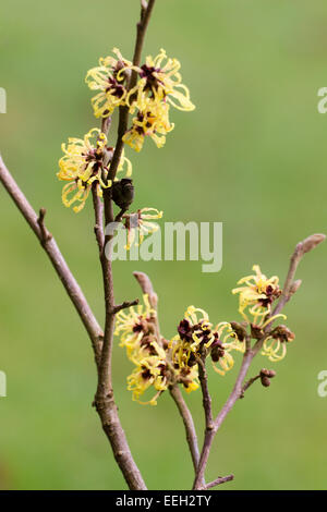 Wispy, duftenden Blüten von Witchhazel, Hamamelis x intermedia "Primavera" Stockfoto