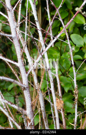 Winter-Stiele der Geist Brombeere, Rubus Thibetanus "Silver Fern" Stockfoto