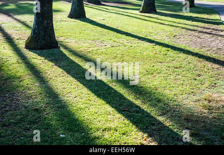 Palmen, die Schatten und Linien auf dem Rasen gießen. Stockfoto