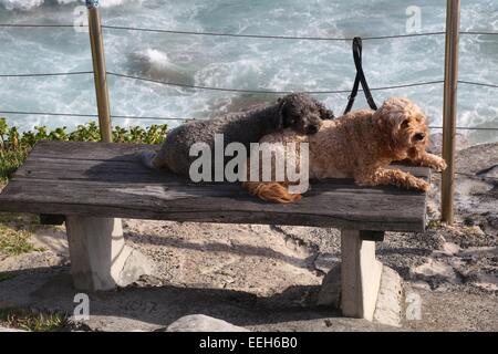 Zwei Hunde gebunden an einen Zaun sitzen auf einer Bank am Tamarama in den östlichen Vororten Sydneys an einem sonnigen Sonntag im Sommer. Stockfoto