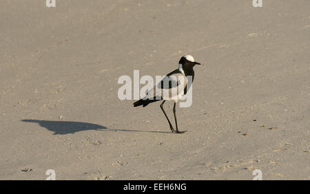 Schmied Kiebitz aka Blacksmith Plover (Vanellus Armatus) an einem Strand in der Nähe von Simons Town an der Western Cape, South Africa. Stockfoto