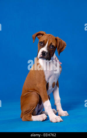 Porträt eines Boxer-Welpen. Stockfoto