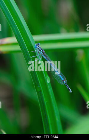 Männliche weiße-legged Damselfly im Ruhezustand Stockfoto