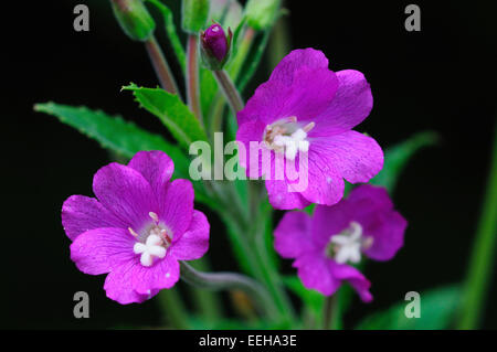 großen Weidenröschen, Epilobium hirsutum Stockfoto