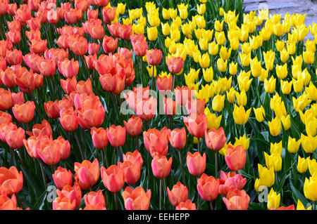 Rosa und gelbe Tulpen auf dem Display in Blumenbeete im Keukenhof Garten Holland Stockfoto