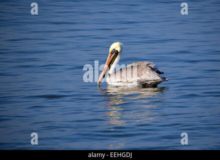 Ein einsamer brauner Pelikan (Pelecanus Occidentalis) schwimmen auf der Suche nach Fisch in der Nähe von der Strand von Puerto Vallarta, Mexiko Stockfoto