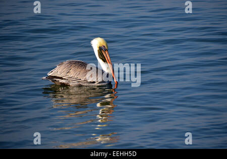 Ein einsamer brauner Pelikan (Pelecanus Occidentalis) schwimmen auf der Suche nach Fisch in der Nähe von der Strand von Puerto Vallarta, Mexiko Stockfoto