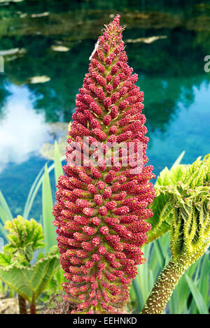 Der Blütenstand einer Gunnera Manicata Anlage neben einem Teich in Grewelthorpe, Yorkshire, England, UK.  Gunnera stammt aus Brasilien. Stockfoto