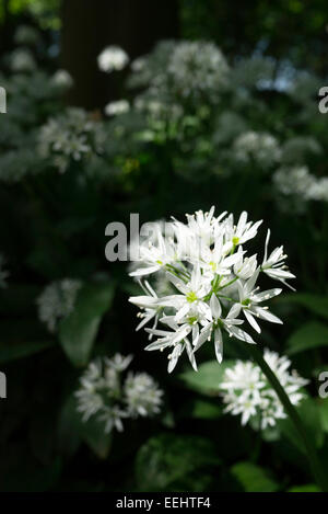 Blumen von Allium Ursinum, (Bärlauch) wächst in einem Waldgebiet in Yorkshire, England im Juni. Die Pflanzen haben einen stechenden Geruch. Stockfoto
