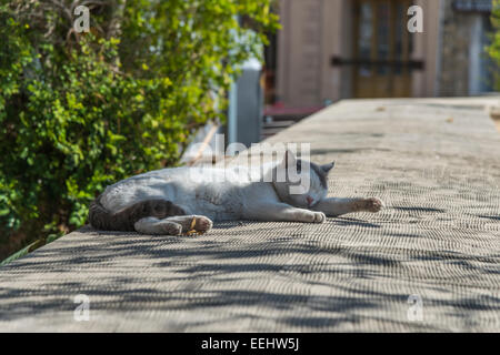 Lokalen Katze ein Nickerchen an einer Wand in Larnaca, Zypern, Östliches Mittelmeer zu genießen. Stockfoto