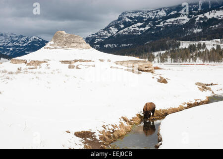 YELLOWSTONE, USA einzigen Bisons (Bison Bison) im Schnee. Soda Butte im Hintergrund. Stockfoto