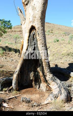 Hohl Eucalyptus, Flinders Ranges, South Australia, SA, Australien Stockfoto