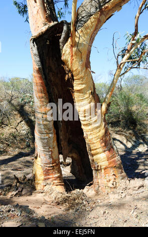 Hohl Eucalyptus, Flinders Ranges, South Australia, SA, Australien Stockfoto