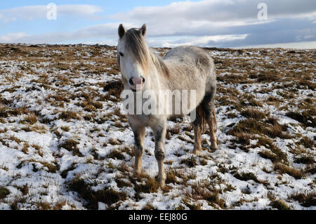 Wilde Welsh grau Pony am Black Mountain Range im Schnee Brecon Beacons Nationalpark Carmarthenshire Wales Stockfoto