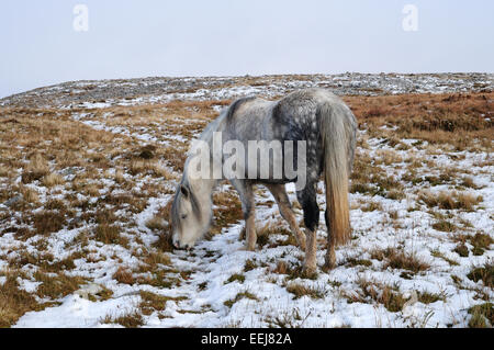 Wilde Welsh grau Pony Beweidung durch Schnee auf der Black Mountain Range Brecon Beacons National Park Carmarthernshire Wales Stockfoto