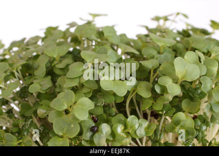 Gartenkresse in Großaufnahme auf weißem Hintergrund Stockfoto