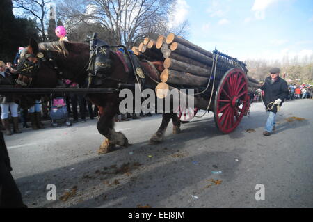 Barcelona, Spanien. 18. Januar 2015. "Tres Tombs" Parade (Sant Cugat, Barcelona, Spanien, 18. Januar 2015) eine Rememebring Tradition der landwirtschaftlichen Vergangenheit der heutigen Städte. Holz-Schlitten Credit: Monica Condeminas/Alamy Live News Stockfoto