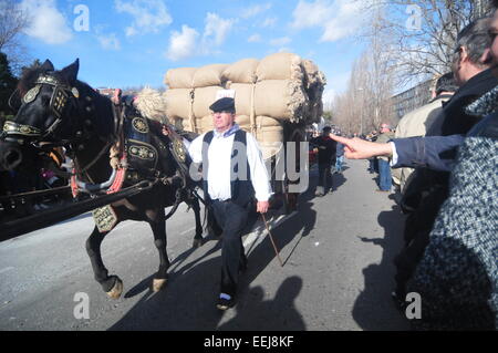 Barcelona, Spanien. 18. Januar 2015. "Tres Tombs" Parade (Sant Cugat, Barcelona, Spanien, 18. Januar 2015) eine Rememebring Tradition der landwirtschaftlichen Vergangenheit der heutigen Städte. Wolle Beförderung Credit: Monica Condeminas/Alamy Live News Stockfoto