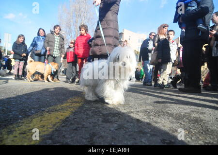 Barcelona, Spanien. 18. Januar 2015. Sant Antoni Abad, Schutzpatron der Tiere (Sant Cugat, Barcelona, Spanien, 18. Januar 2015) eine Tradition in welche alle Arten von Tieren werden gebracht, um gesegnet zu werden.  Hund-Credit: Monica Condeminas/Alamy Live-Nachrichten Stockfoto