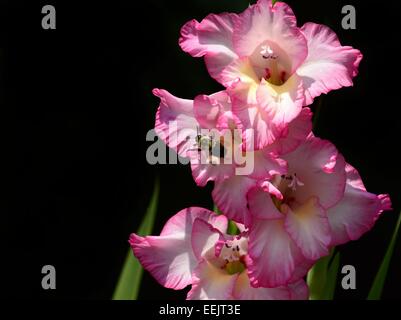 Rosa Gladiola in Morgensonne mit einer Hummel wachen und Aufwärmen Stockfoto