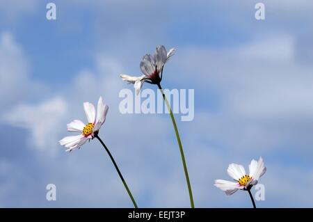 drei weiße Blüten vor blauem Himmel mit weißen geschwollenen Wolken, Kosmos, Blumen in den Himmel Stockfoto