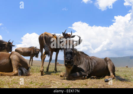 Blaue Gnus (Connochaetes Taurinus) liegen auf der Ebene in der Ngorongor-Krater, aus ebenerdigen, Nahaufnahme, Ngorongoro Stockfoto