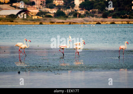 eine Gruppe von Flamingos in ihrem Lebensraum Stockfoto