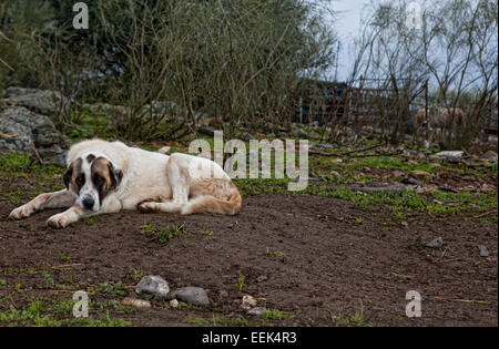 Spanische Dogge Hund ruht auf einer Finca, Badajoz, Spanien Stockfoto