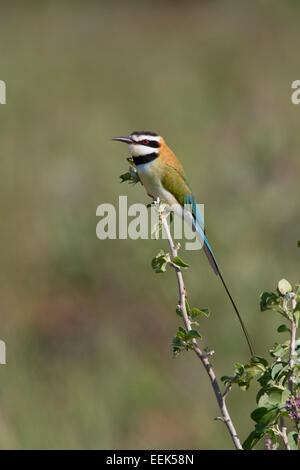 Weiße-throated Bienenfresser (Merops Albicollis) thront auf einem Dornbusch und im Profil gesehen Stockfoto