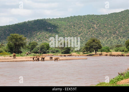 Elefantenherde (Loxodonta Africana) trinken am Uaso Nyiro Fluss in Samburu Nationalpark, Kenia Stockfoto