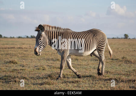 Einsamer Grevy-Zebra-Hengst (Equus Grevyi) zu Fuß über eine Grasebene Stockfoto