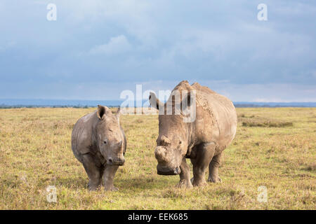 Weiblicher weißer Rhinoceros und Kalb im Ol Pejeta Conservancy in Kenia Stockfoto