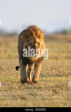 Männlicher Löwe zu Fuß in Richtung der Kamera in Kenia Stockfoto